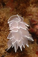 Nudibranch